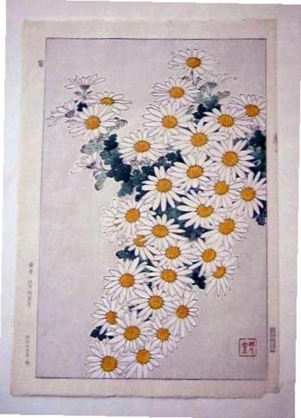 Unknown, Dasies