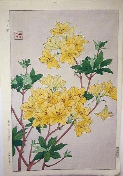 Unknown, Rhododendron