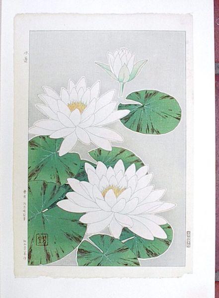 Water Lilies