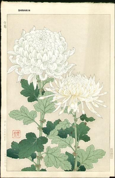 White Chrysanthemums