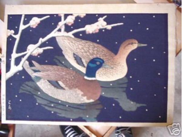 Mallard ducks- Magamo