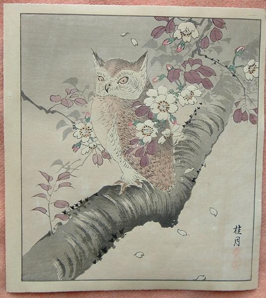 Owl on Cherry Tree