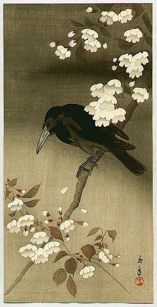 Crow and Cherry Blossoms