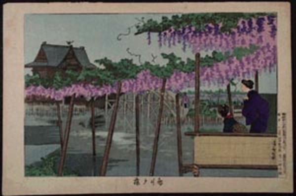 Wisteria at Kameido