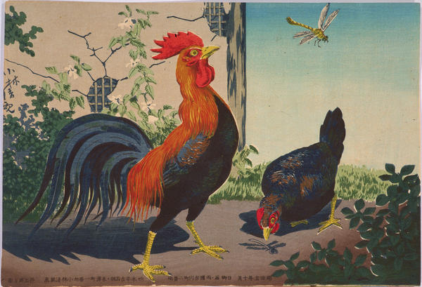 Chicken and Dragonfly