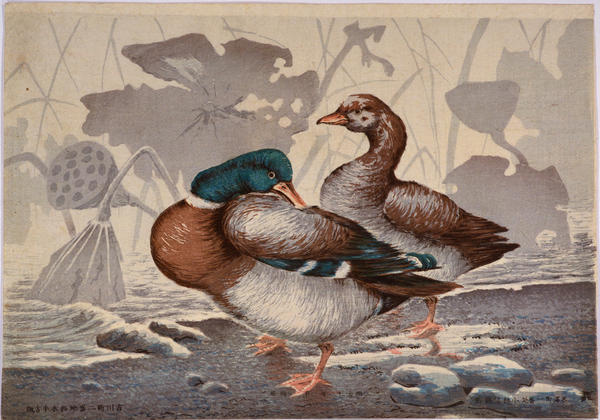 Ducks and Dead Lotus