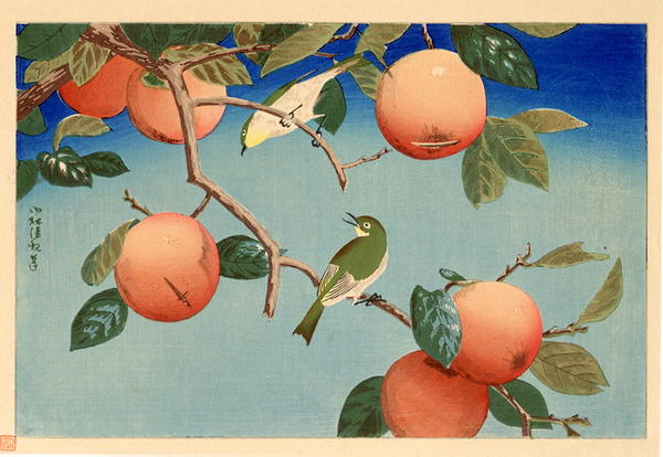 Persimmon tree and a pair of Greenfinches
