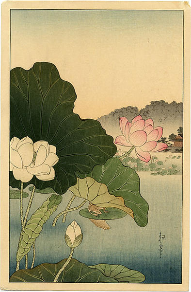 A Frog on Lotus Leaf