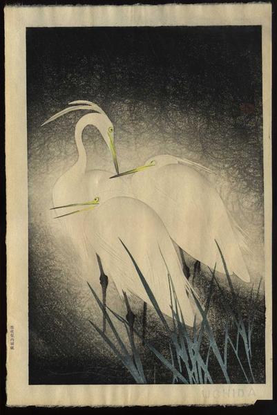 Snowy Heron