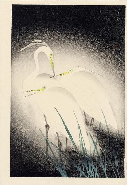 Snowy Heron