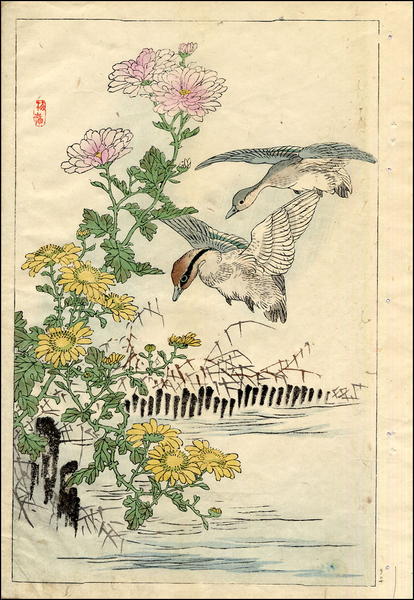 Ducks and Chrysanthemums