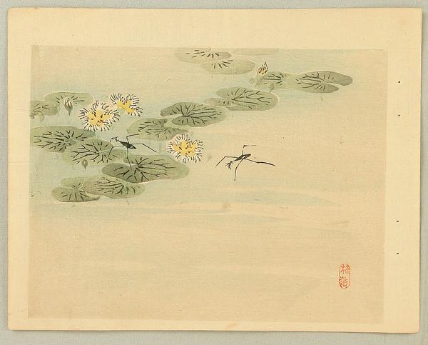 Water Strider