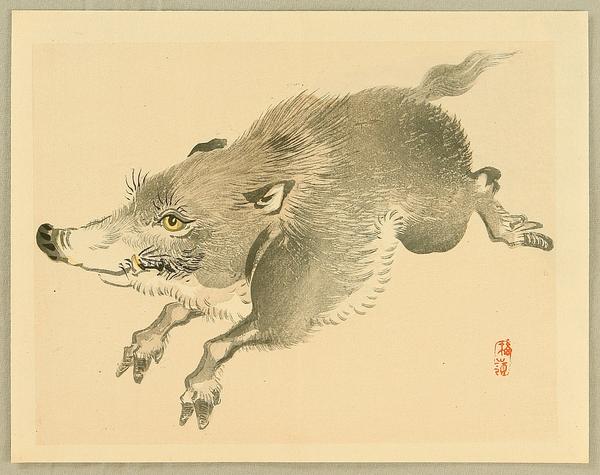 Wild Boar