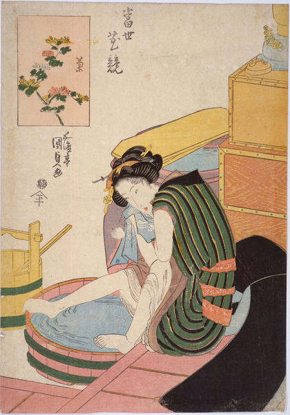 Chrysanthemum