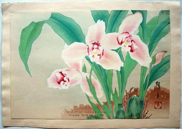 Lycaste