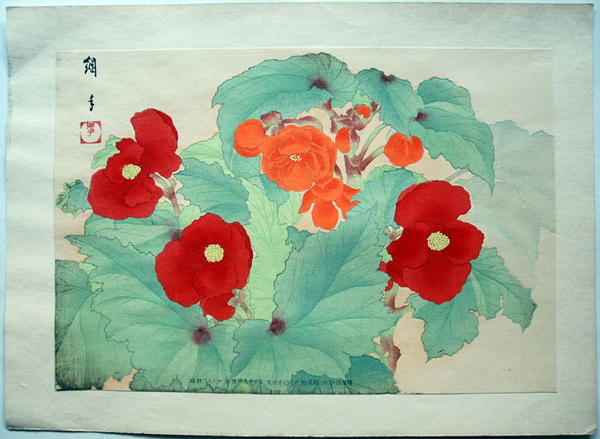 Begonia