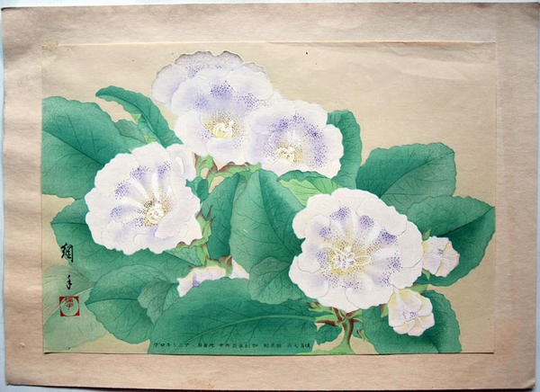 Gloxinia