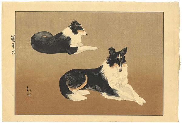 Sheep Dog