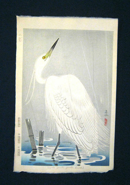 Little Egret