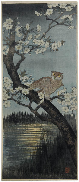 Owl and Cherry