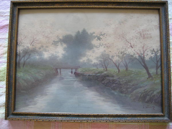 Sakura on river bank