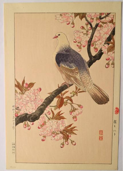 Cherry Blossom and Pigeon