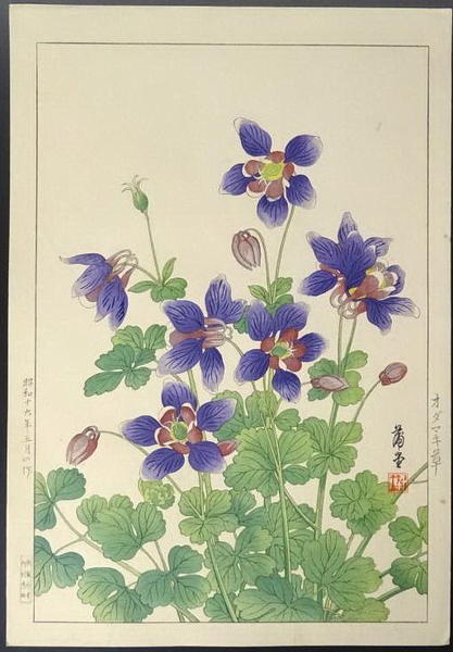 Fan Columbine (Aquilegia flabellata)