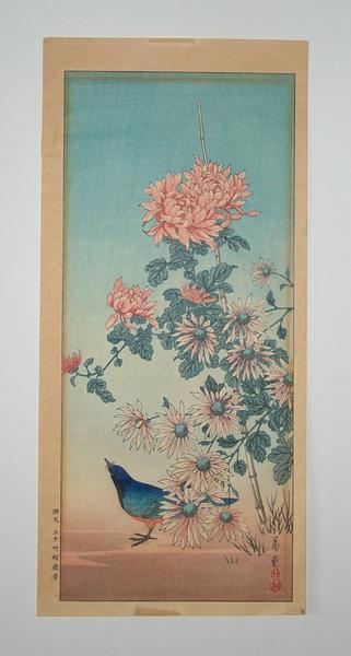 Blue Bird Chrysanthemum and Aste
