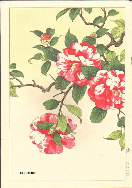 Camellia