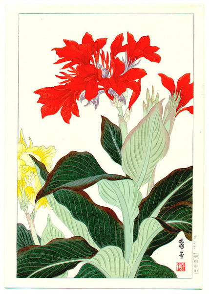Canna Lily