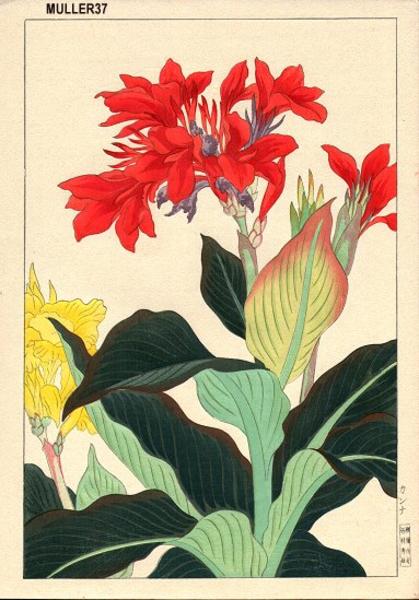 Canna Lily