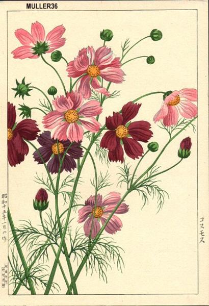 Cosmos