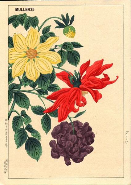 Dahlias