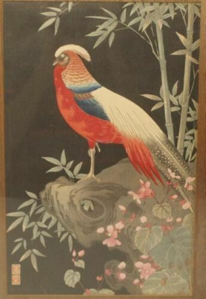 Golden Pheasant (Chrysolophus pictus) - variant design