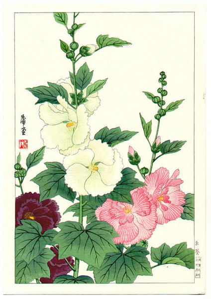 Hollyhoch