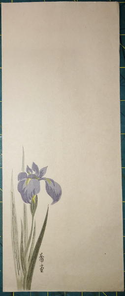 Iris