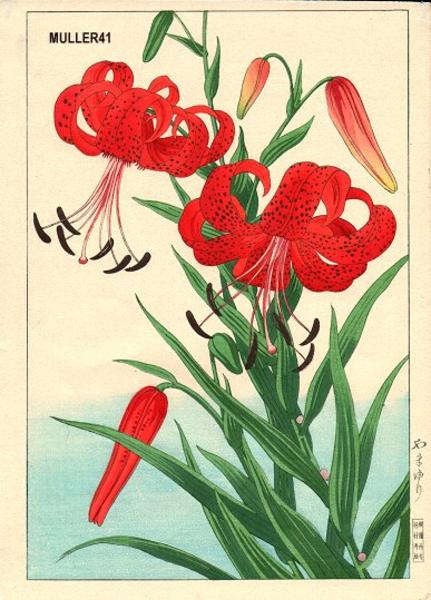 Lilies