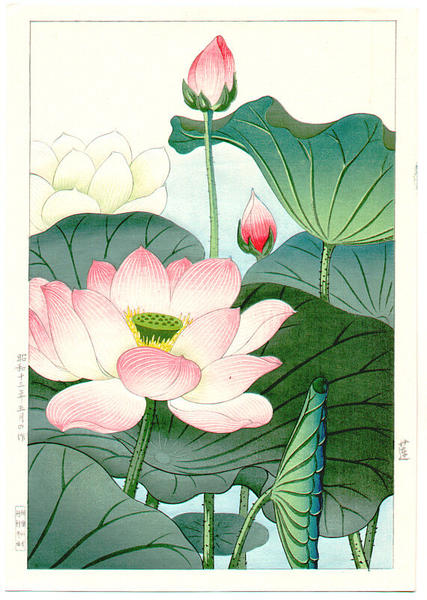 Lotus