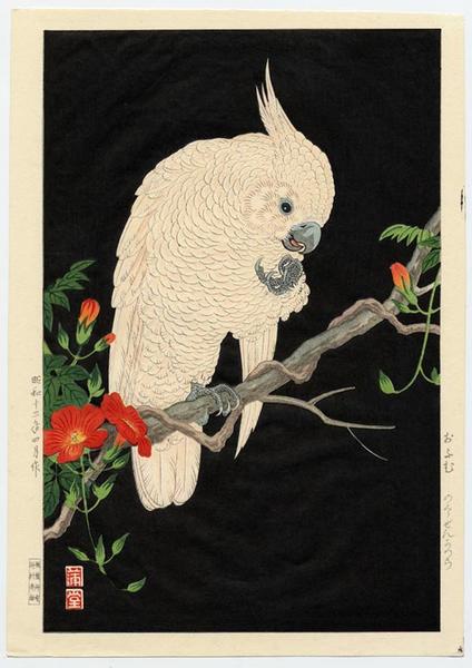Omu, Parrot
