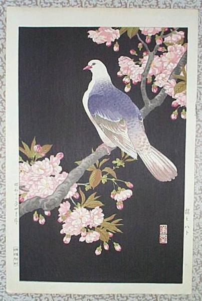 Cherry Blossom and Pigeon