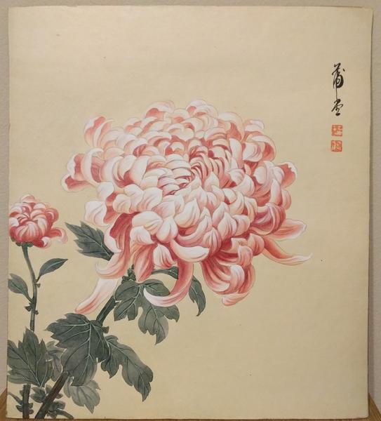 Pink Chrysanthemum
