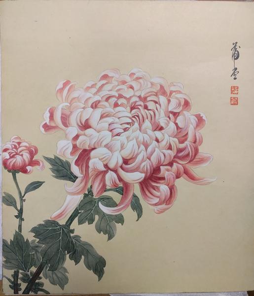 Pink chrysanthemum