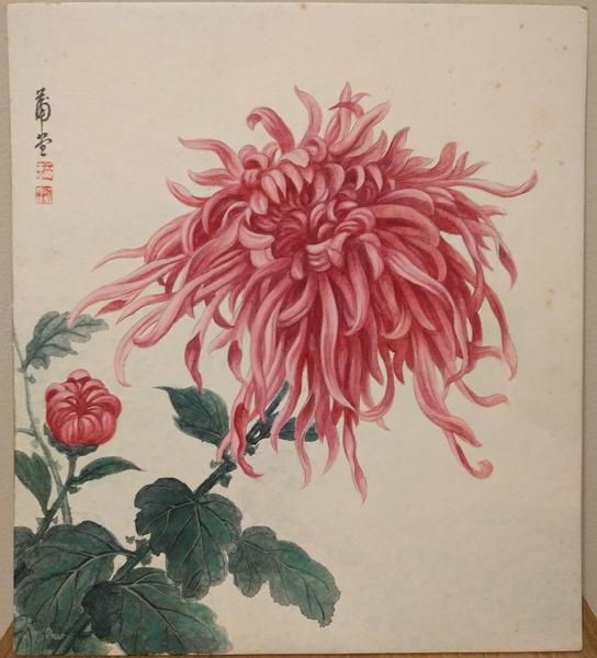 Red Chrysanthemum
