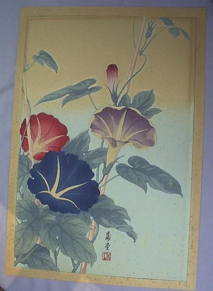 Morning-glory