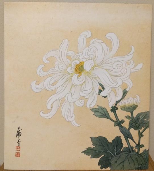 White Chrysanthemum