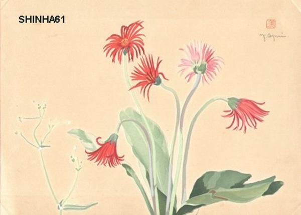 Red Transvaal Daisy