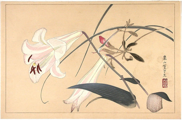 Orchid flowers