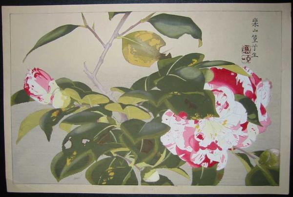 Camellias