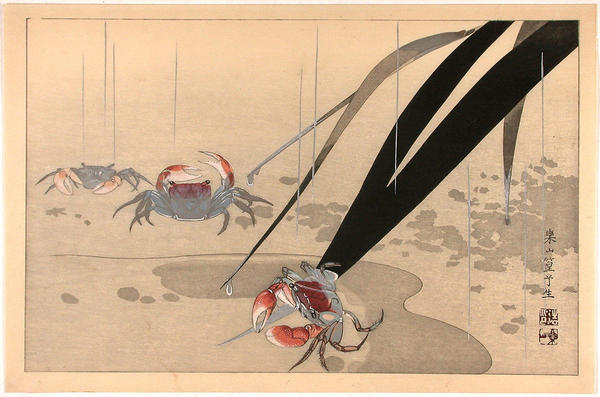 Crabs in shallow water