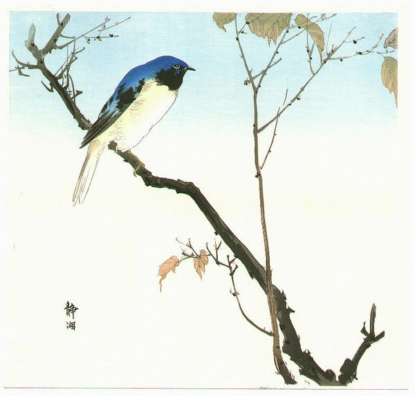 Bluebird and Fruiting Maple